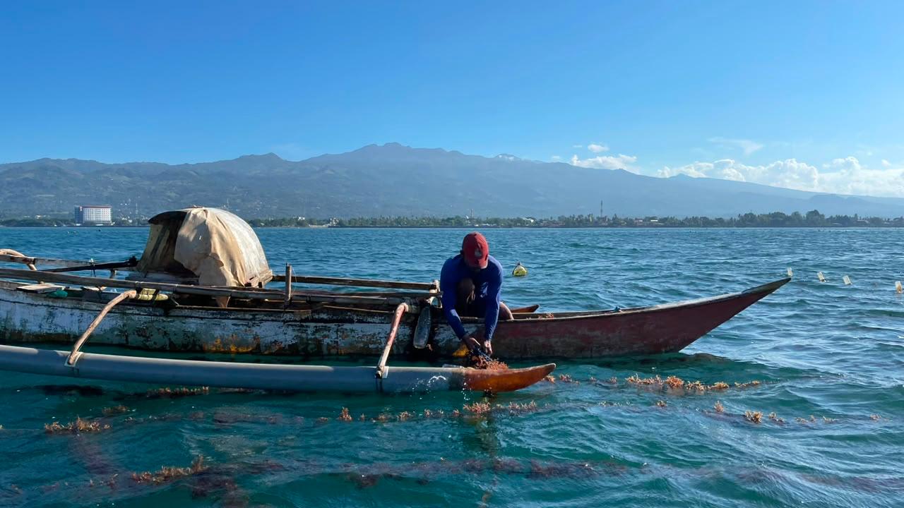 Rumput Laut